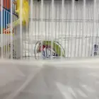 كناري سوري