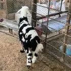 ذبايح نعيم نجد سواكني