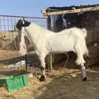 تيس صنف هولندي مشروك بمصري الحد ب2000