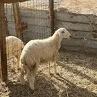 رخل حريه شحم ( تم البيع )