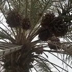 تمر اخلاص