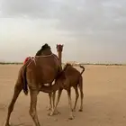 خلفه رباع منيحه