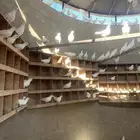 حمام فرنسي اشباب وطيب