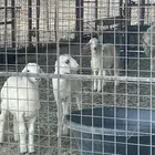 3 خرفان حريات هرافا