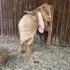 تيس عارضي من إنتاجه جفرات ثنتين