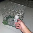 ببغاء روز