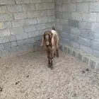 تيس سوري ينفع فحل جذع