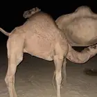 قعود لباني العمر 10 شهور