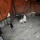 3 دياكه بلدي كفو للبيع