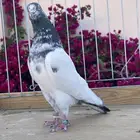 للبيع تيدي سخي