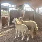 رخال نظيفه وشحم