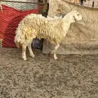 طلي فحل سنه رباع