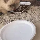 قط ل التبني