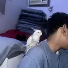 ببغاء كروان 400 أليف