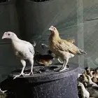 دجاج للبيع