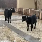 للبيع تيوس قزم