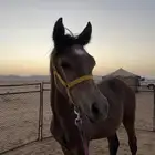 للبيع مهر العمر 8 شهور وطبع المهر طيب ولا يشكي من أمراض ا