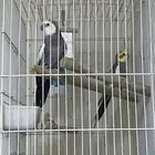 ذكور كروان العدد 2