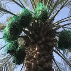 ثمرة نخل للبيع