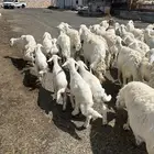 غنم حريات 41 راس