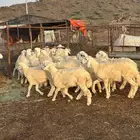 طليان سمان طرف وشعرة