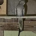 أنثى كروان تم البيع