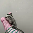 فرخ سنجاب للبيع