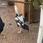 شامو الماني