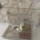 طيور كوكتيل
