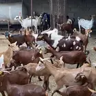 غنم مقاني للبيع