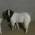 هجين بورقوت جيل ثالث