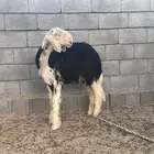 خروف نجدي صنف الصنف العمر 4 اشهر مشروع فحل فاخر