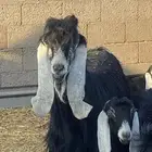 تيس فحل عارضي العمر سدس