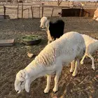 طلي حري للبيع في البجادية