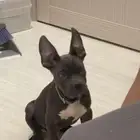 pitbull dog