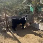 تيس عارضي فحل