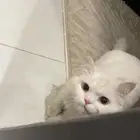 قط ذكر للتزاوج فقط