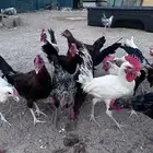دياكه للبيع