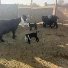 للبيع معزاء خلفات