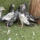 للبيع حمام باكستاني طبات