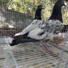 حمام باكستاني