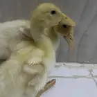 للبيع ب20ريال