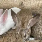 أرانب العدد ثلاثة واحد ذكر اثنين أنثى واحد أنثى فرنسي