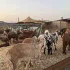سواكن تربية 830