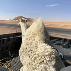 للبيع قعود على حليب توه جاي من البر العمر 9 شهور