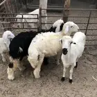 ذباح حري سواكني نجد