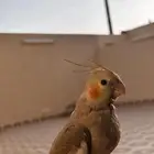 بغبغاء