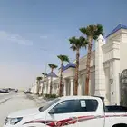 نخل واشنطني