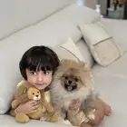 Lion - Pomeranian puppy ( mini size )