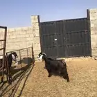 عنز حليب عارضيه